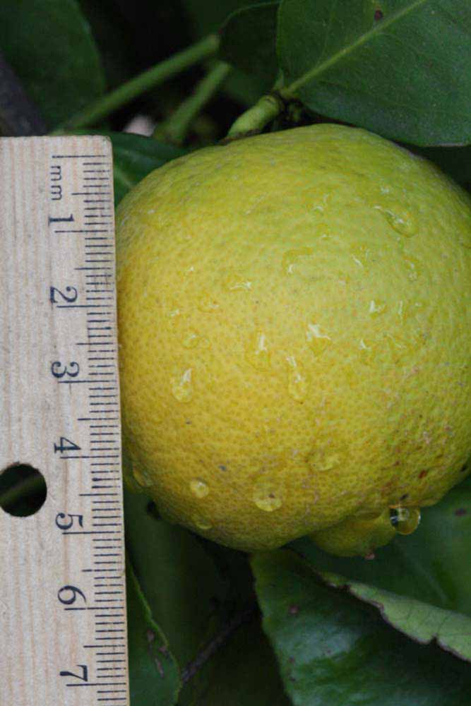            Fruit (Femminello Siracusano 2KR, Riverside, CA)   